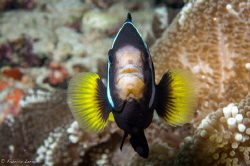 Clown fish facing me in the Maldives by Fabrice Leroy 